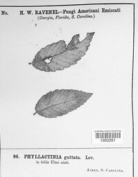 Phyllactinia guttata image